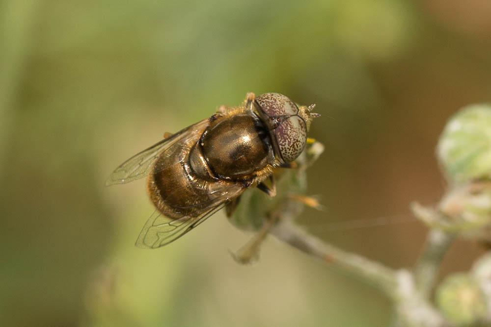  Eristalinus aeneus (Scopoli, 1763)