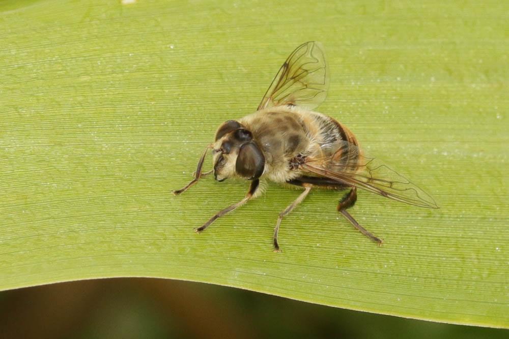 Eristale gluante, Mouche pourceau Eristalis tenax (Linnaeus, 1758)