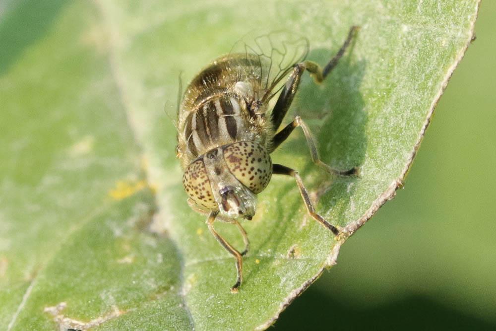  Eristalinus sepulchralis (Linnaeus, 1758)