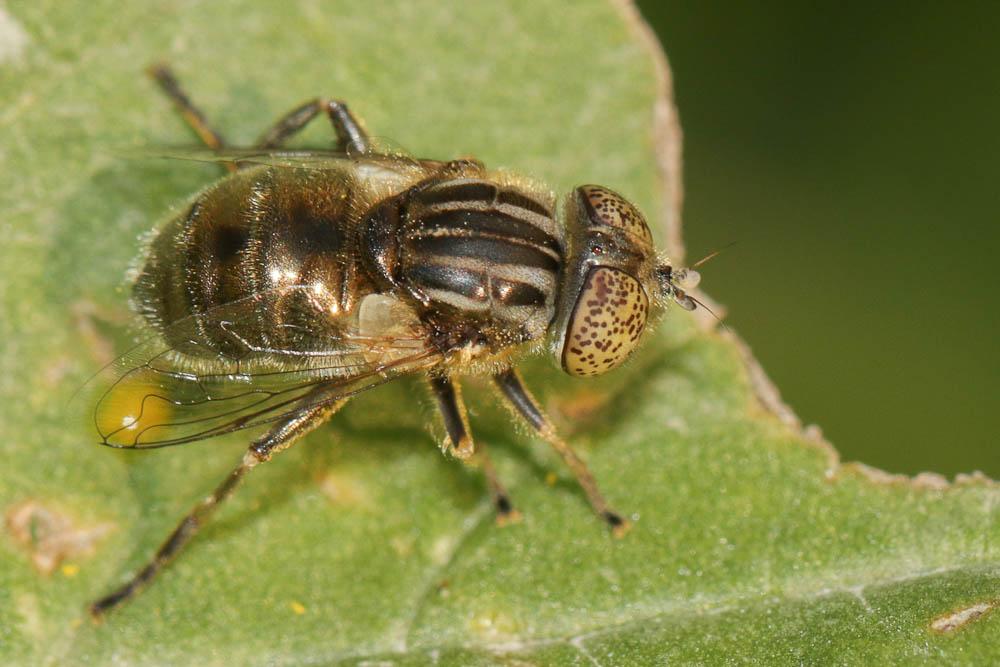  Eristalinus sepulchralis (Linnaeus, 1758)