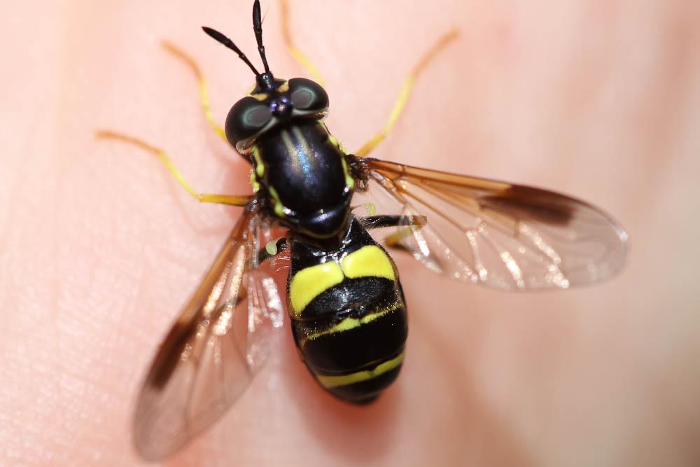  Chrysotoxum bicinctum (Linnaeus, 1758)