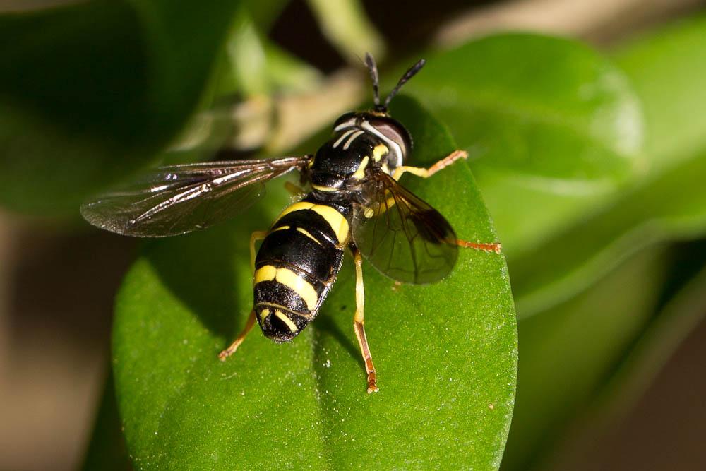  Chrysotoxum bicinctum (Linnaeus, 1758)