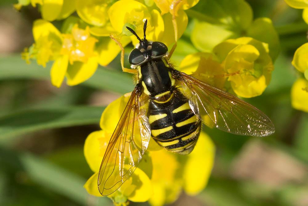  Chrysotoxum cautum (Harris, 1776)