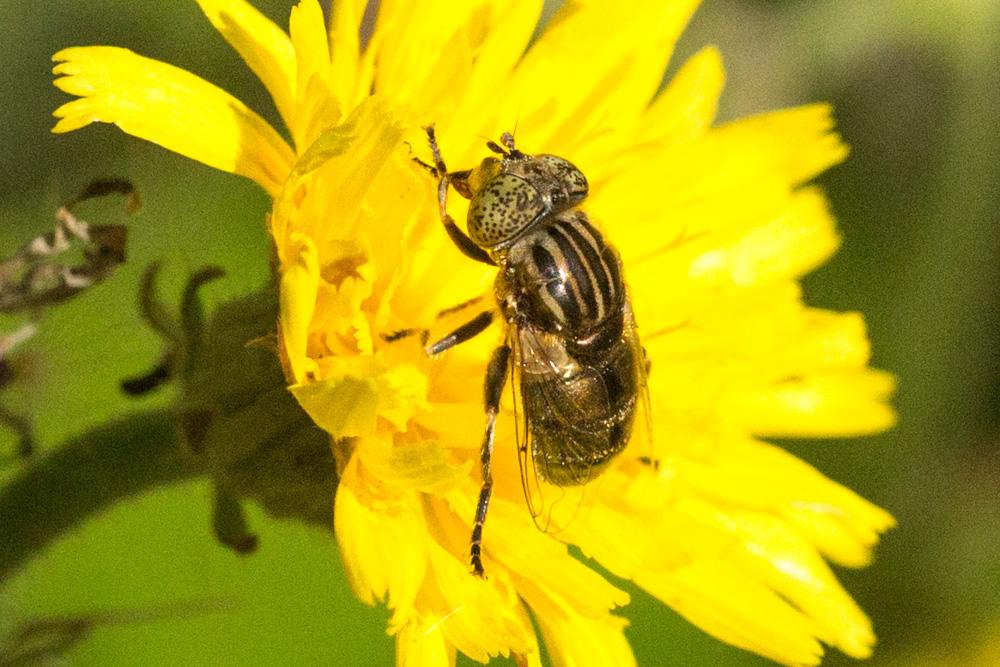  Eristalinus sepulchralis (Linnaeus, 1758)