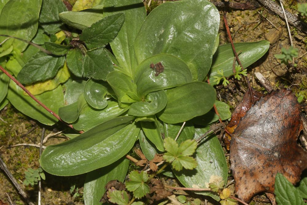 Petite centaurée commune, Erythrée Centaurium erythraea Rafn, 1800