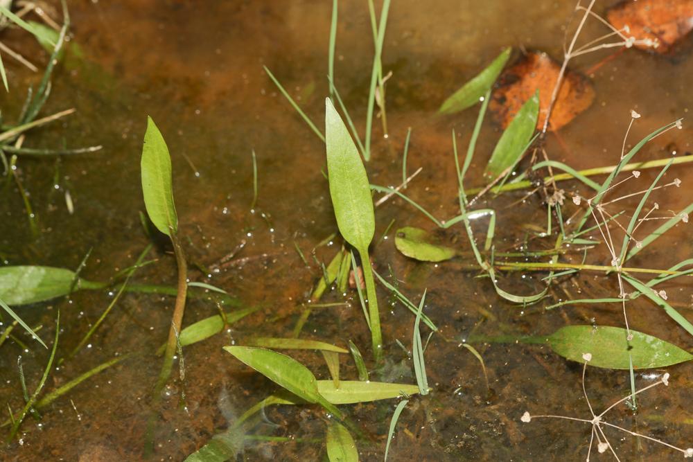 Plantain d'eau à feuilles lancéolées, Alisma lancé Alisma lanceolatum With., 1796