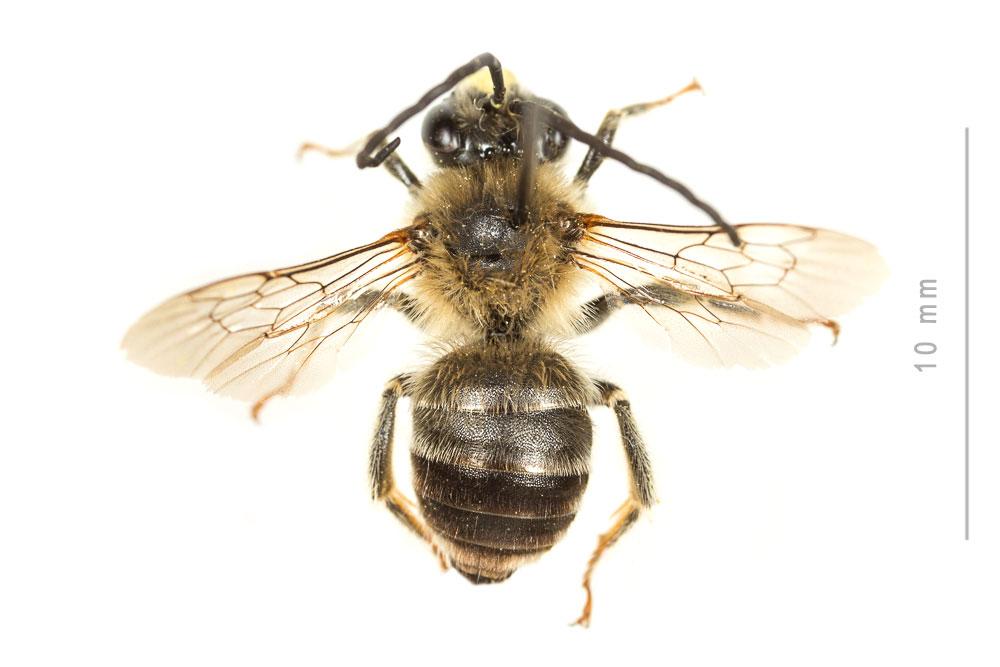 Le Eucère interrompue Eucera interrupta Bär, 1850