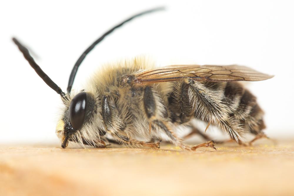 Eucère interrompue Eucera interrupta Bär, 1850