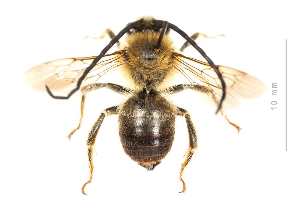 Eucère à longues antennes Eucera longicornis (Linnaeus, 1758)