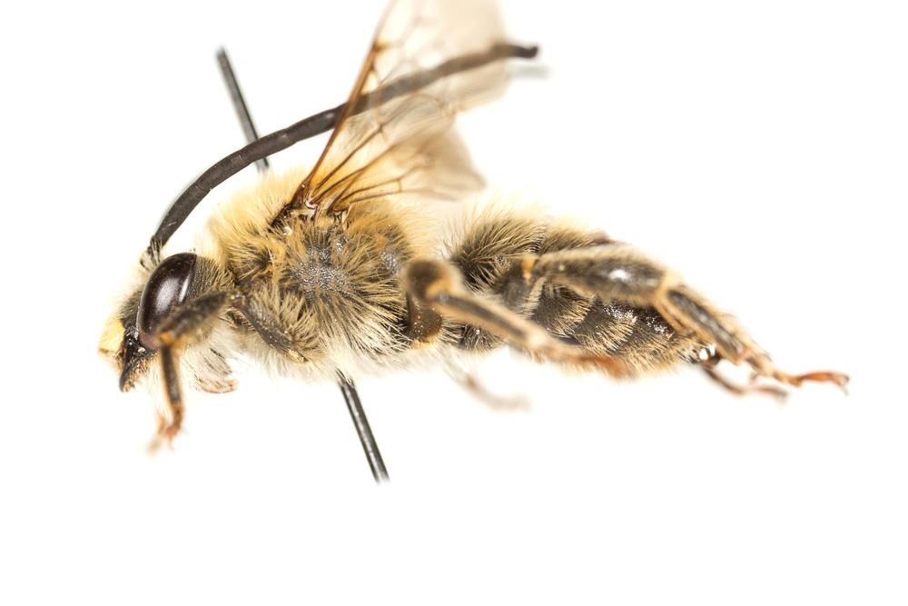 Eucère à longues antennes Eucera longicornis (Linnaeus, 1758)