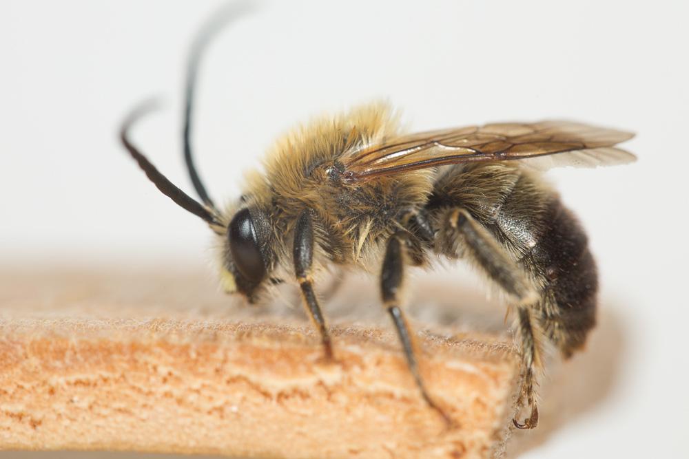 Eucère à longues antennes Eucera longicornis (Linnaeus, 1758)