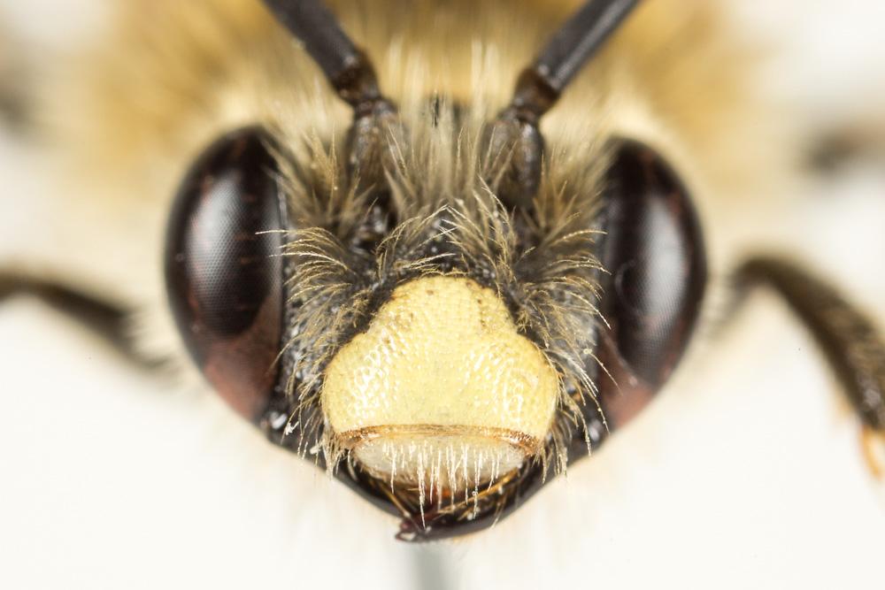 Eucère à longues antennes Eucera longicornis (Linnaeus, 1758)