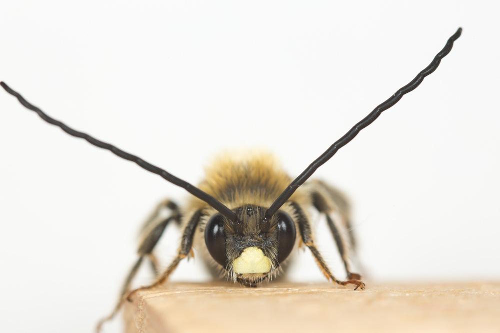 Eucère à longues antennes Eucera longicornis (Linnaeus, 1758)