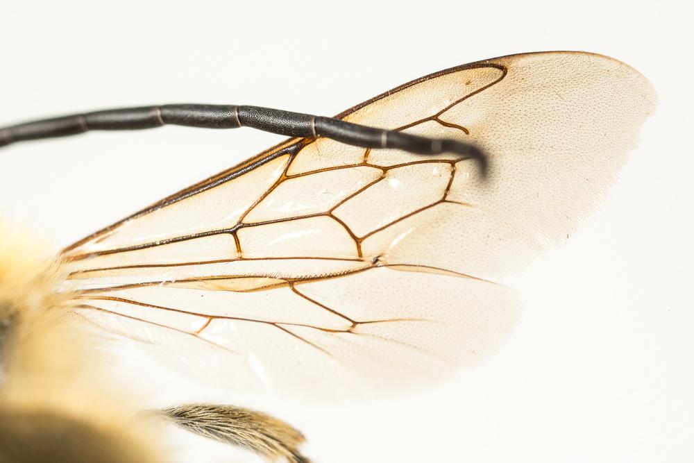 Eucère à longues antennes Eucera longicornis (Linnaeus, 1758)