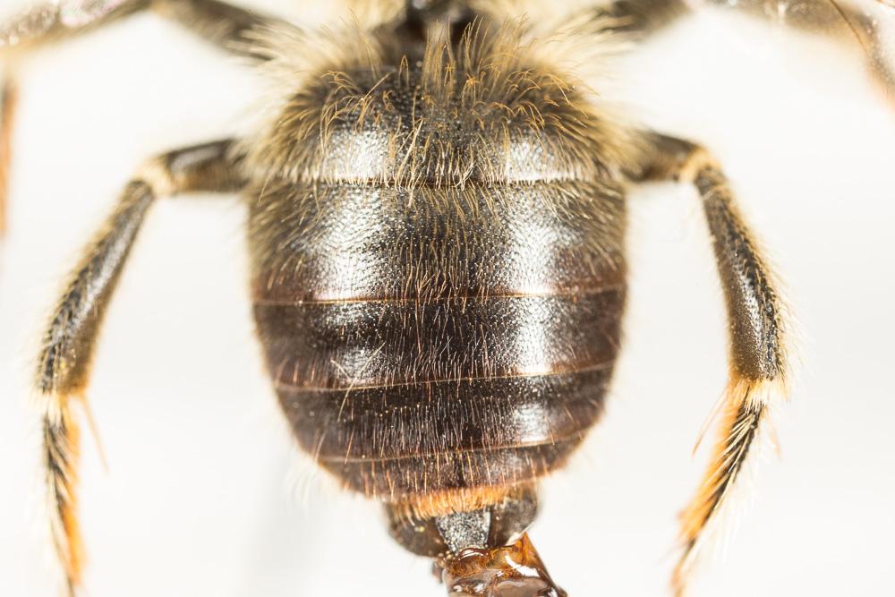 Eucère à longues antennes Eucera longicornis (Linnaeus, 1758)