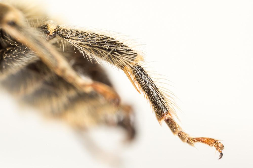 Eucère à longues antennes Eucera longicornis (Linnaeus, 1758)