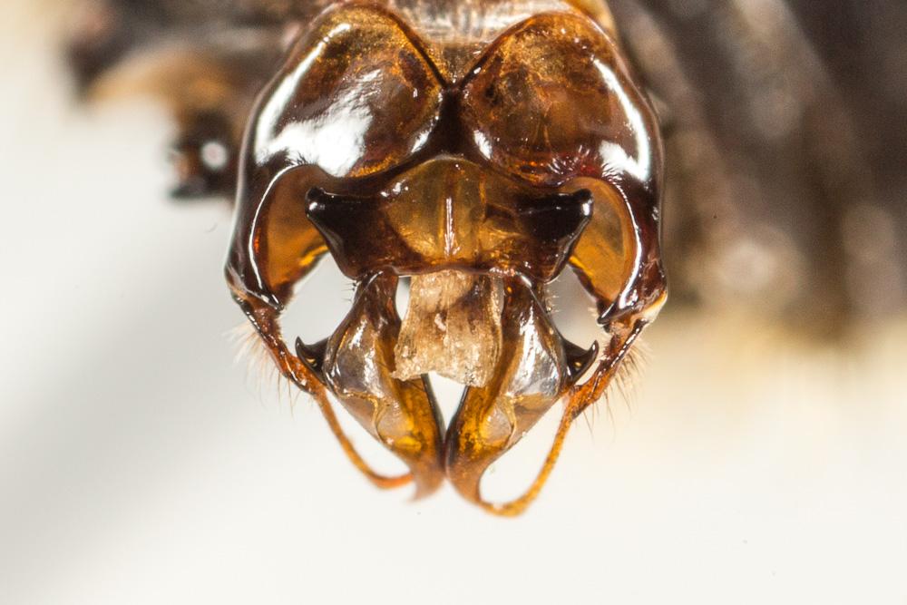 Eucère à longues antennes Eucera longicornis (Linnaeus, 1758)