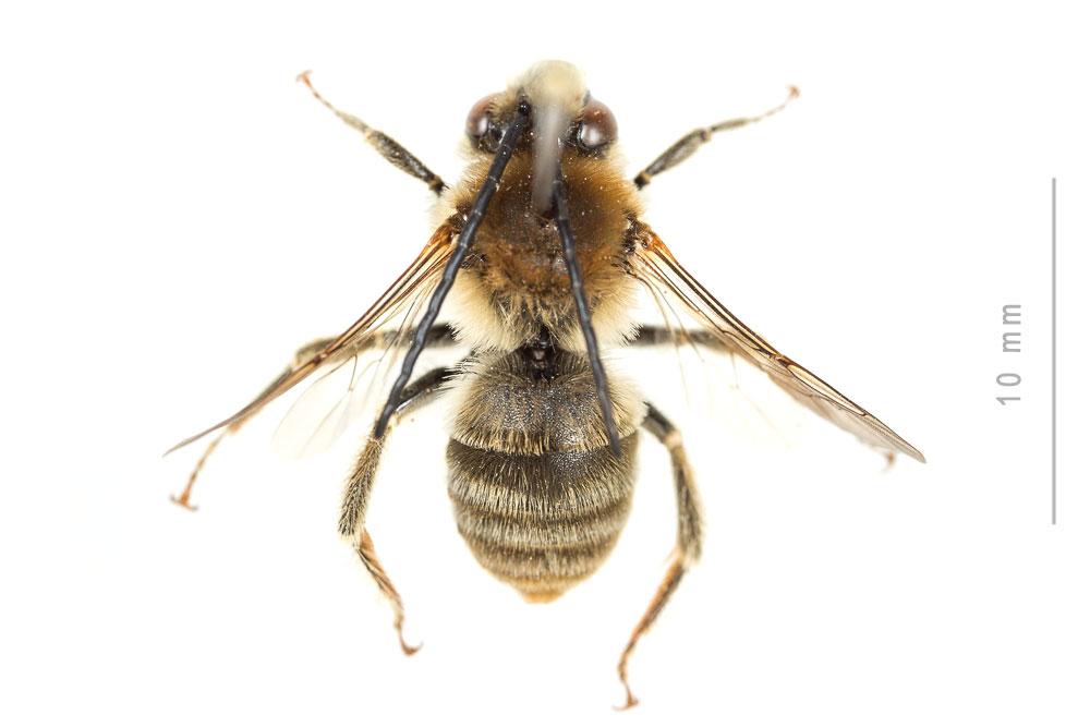  Eucera pannonica Mocsáry, 1878