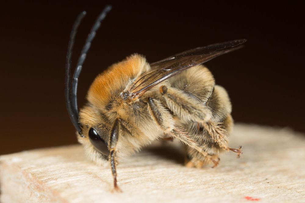  Eucera pannonica Mocsáry, 1878