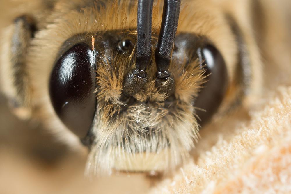  Eucera pannonica Mocsáry, 1878