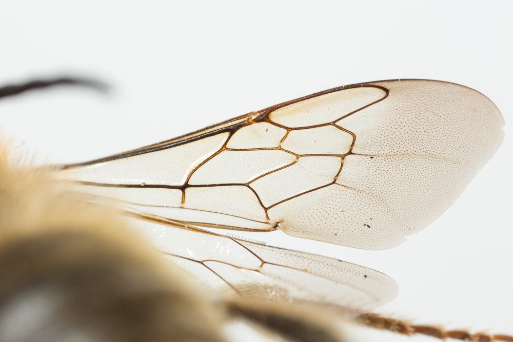  Eucera pannonica Mocsáry, 1878