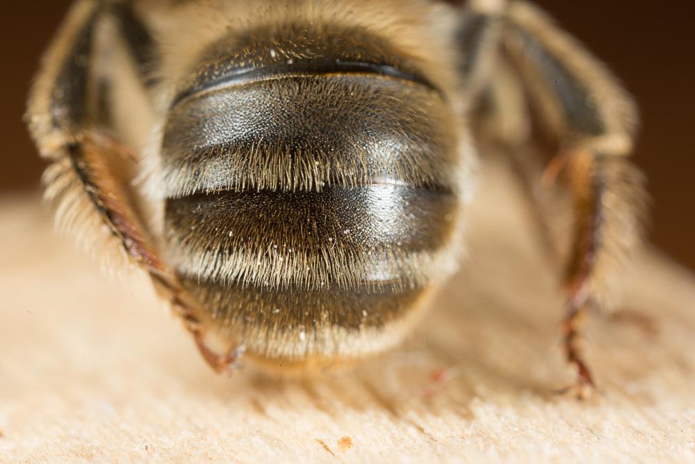  Eucera pannonica Mocsáry, 1878