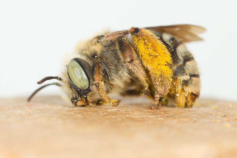 Eucère dorée Tetraloniella fulvescens (Giraud, 1863)