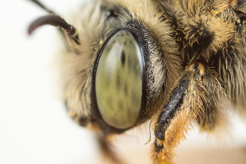 Le Eucère dorée Tetraloniella fulvescens (Giraud, 1863)