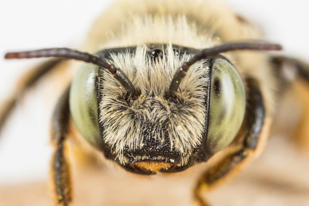 Le Eucère dorée Tetraloniella fulvescens (Giraud, 1863)