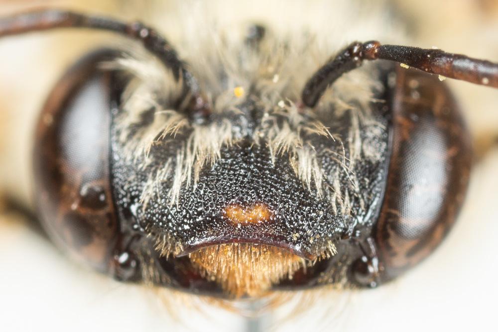 Eucère dorée Tetraloniella fulvescens (Giraud, 1863)