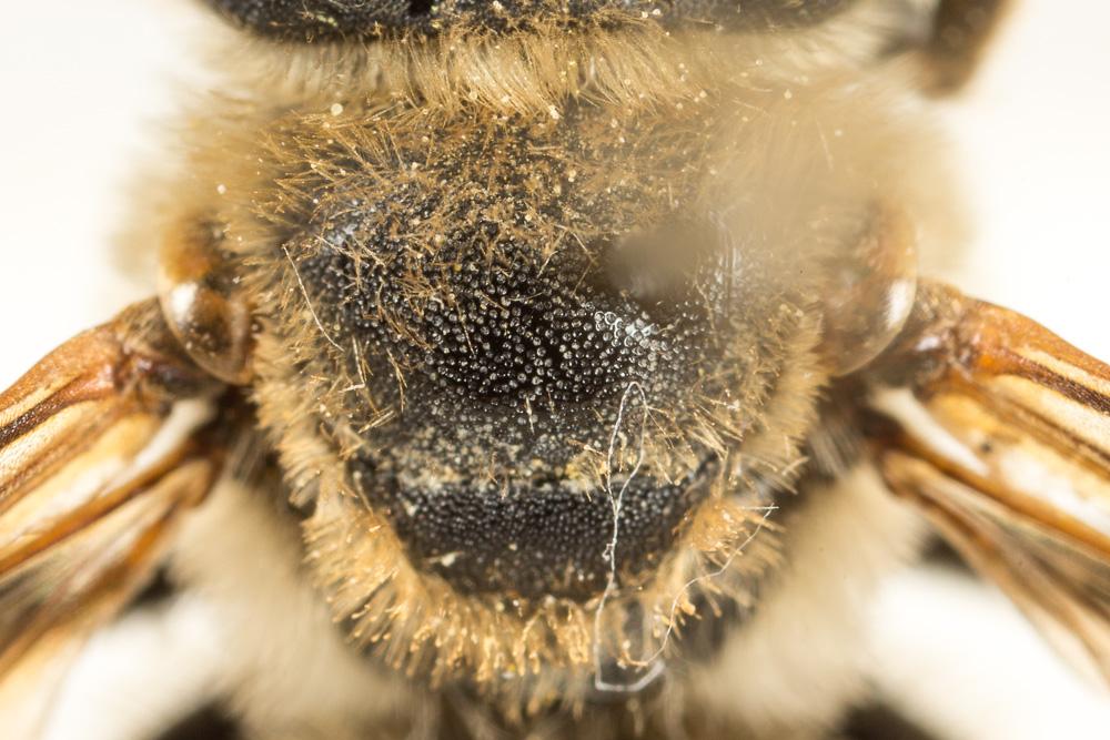 Eucère dorée Tetraloniella fulvescens (Giraud, 1863)