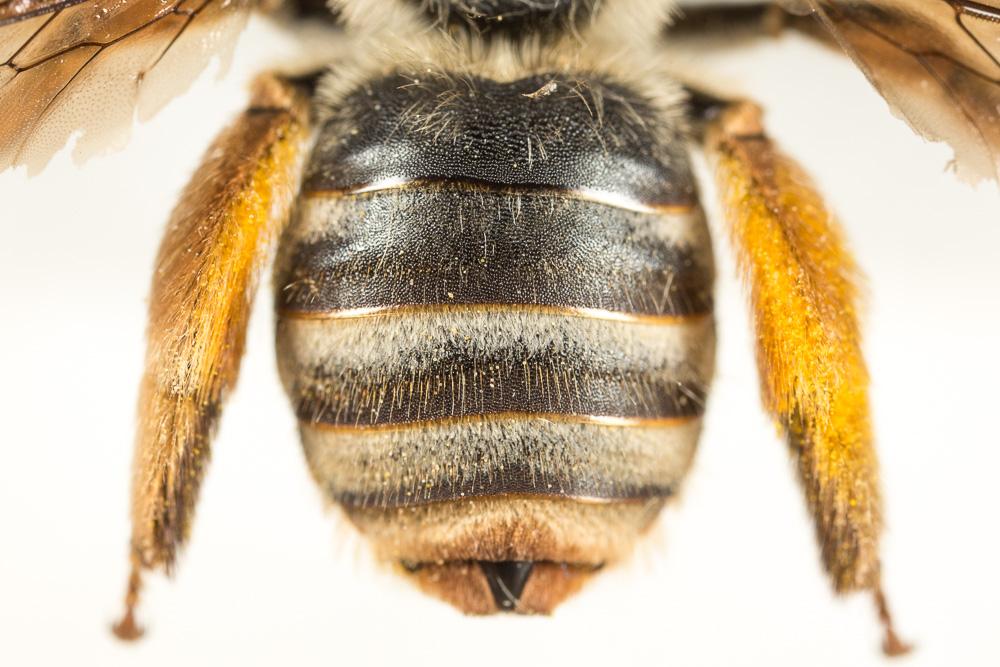 Eucère dorée Tetraloniella fulvescens (Giraud, 1863)