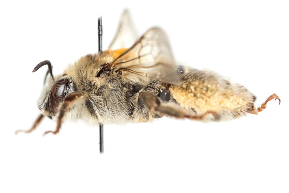 Le Eucère striée Tetraloniella strigata (Lepeletier, 1841)