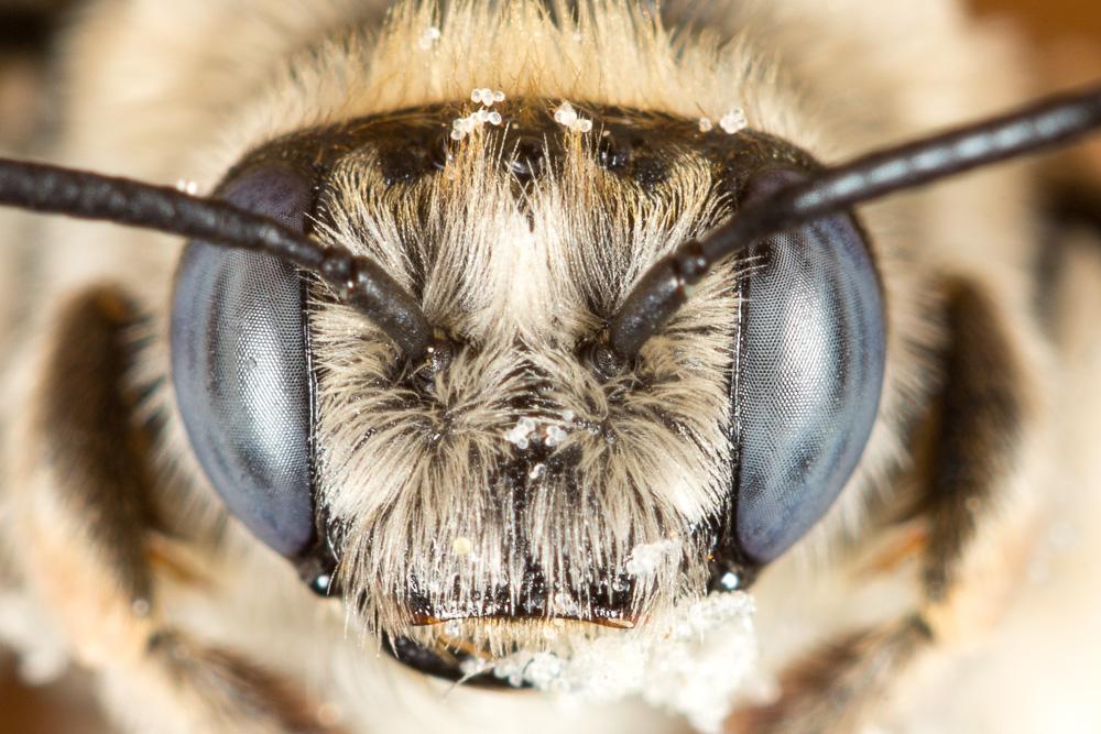 Eucère striée Tetraloniella strigata (Lepeletier, 1841)