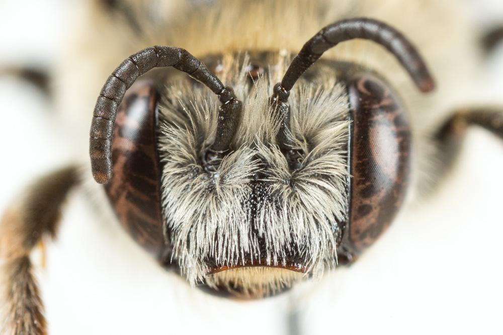 Le Eucère striée Tetraloniella strigata (Lepeletier, 1841)