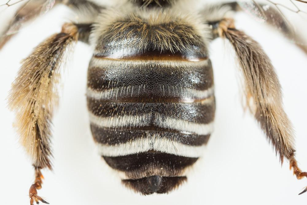 Eucère striée Tetraloniella strigata (Lepeletier, 1841)