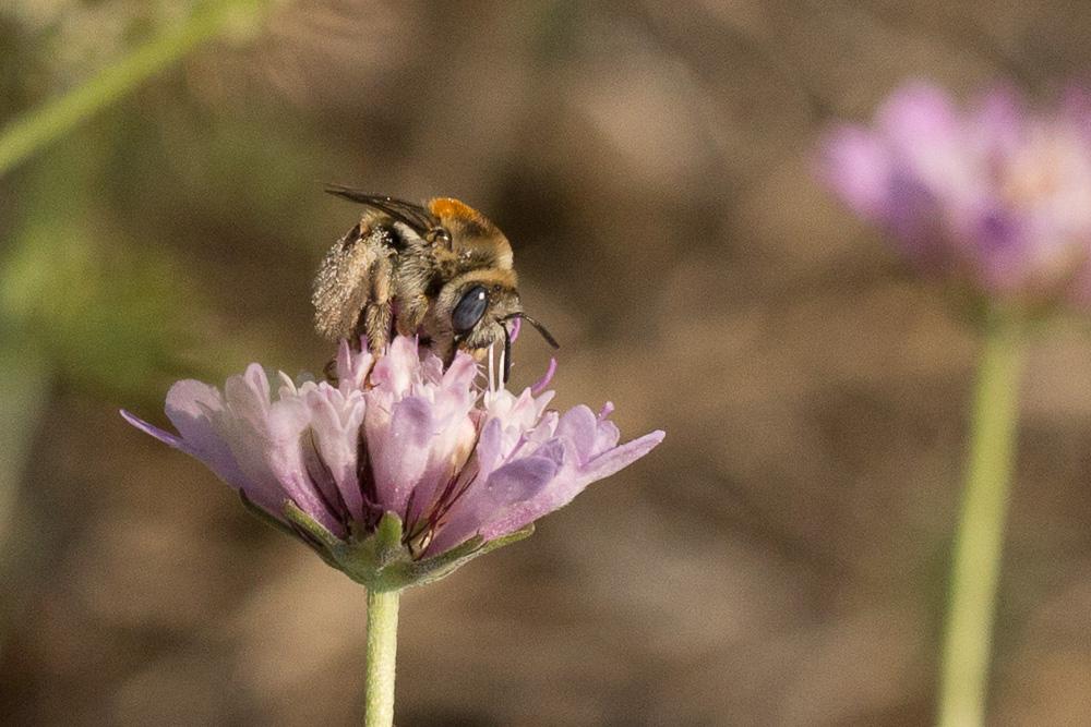 Eucère striée Tetraloniella strigata (Lepeletier, 1841)