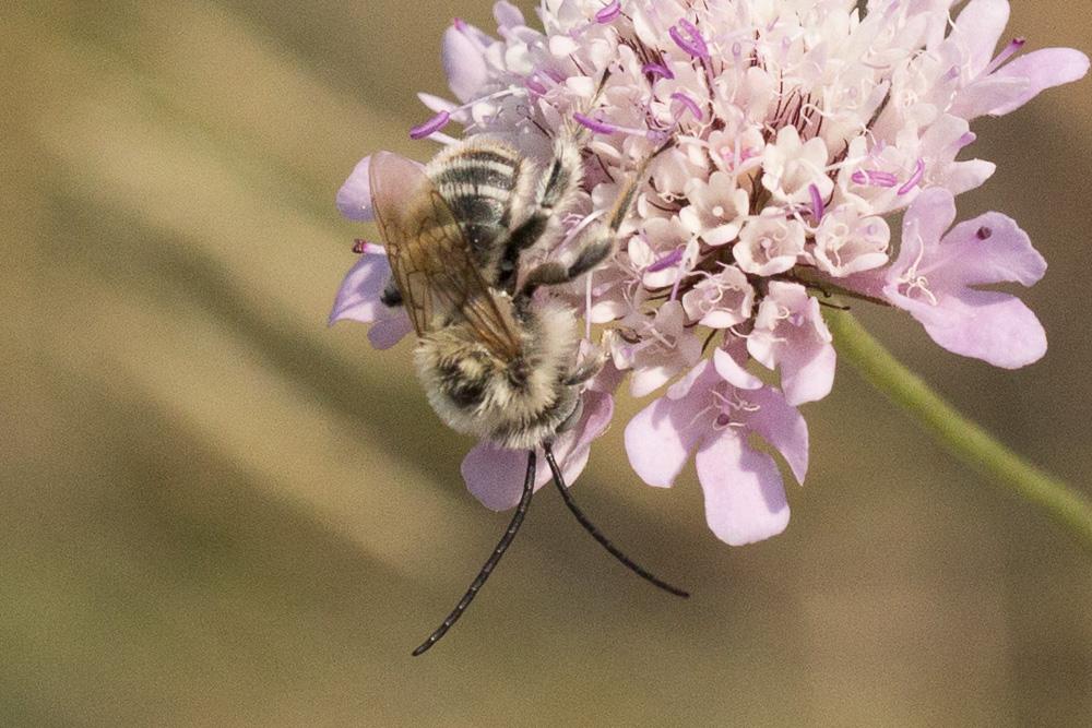 Eucère striée Tetraloniella strigata (Lepeletier, 1841)