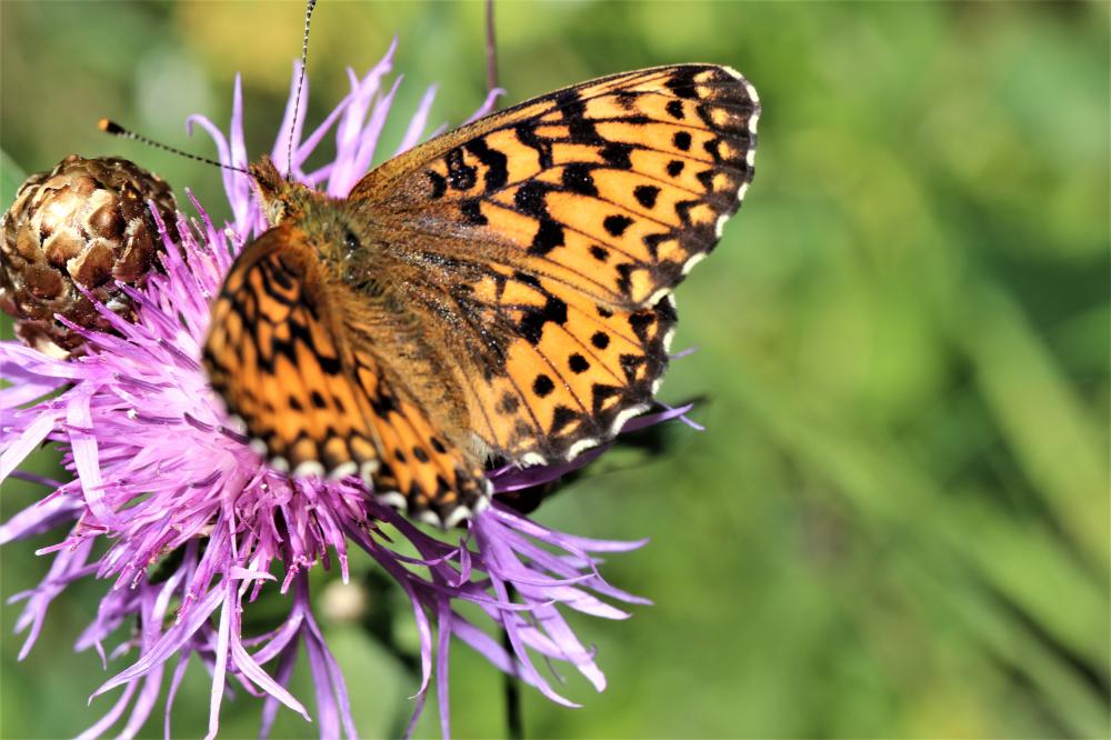 Nacré subalpin (Le), Palès (Le), Nacré alpin (Le), Boloria pales (Denis & Schiffermüller, 1775)