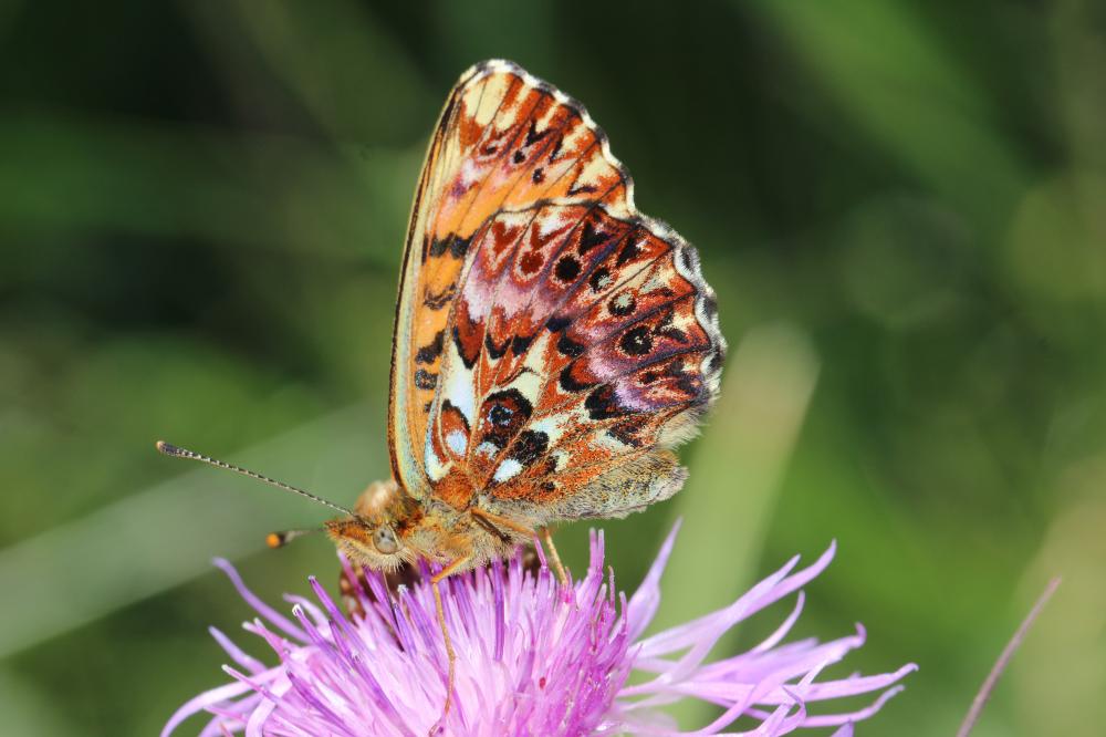 Nacré subalpin (Le), Palès (Le), Nacré alpin (Le), Boloria pales (Denis & Schiffermüller, 1775)