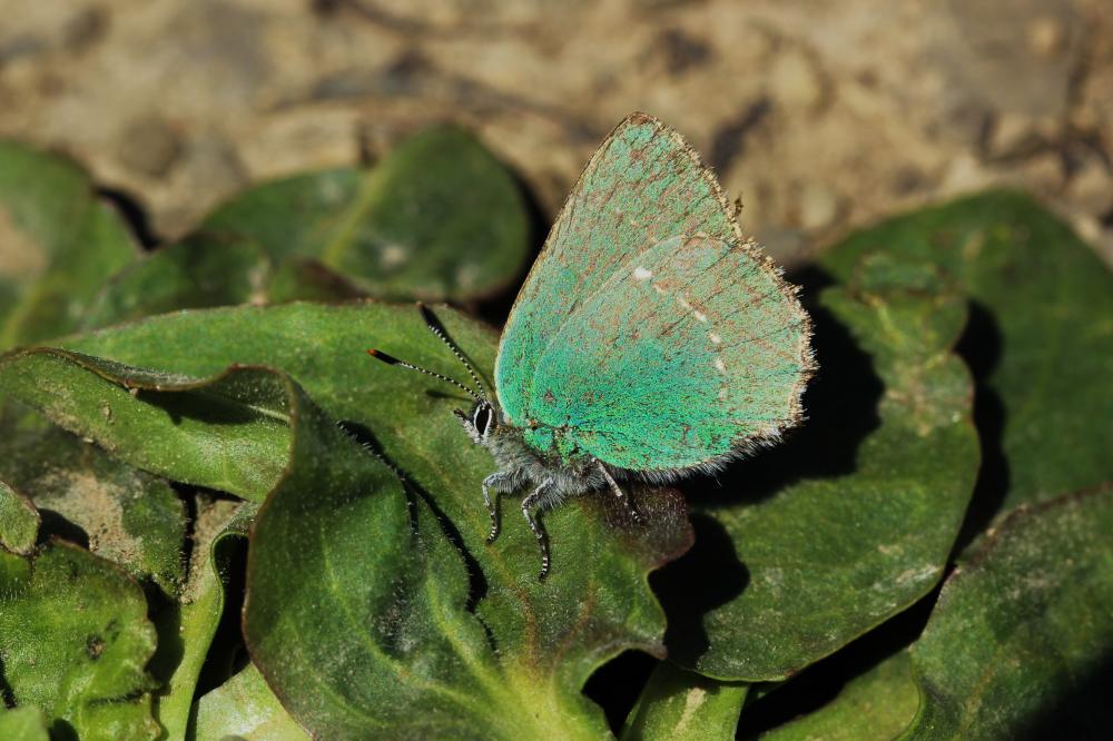 Thécla de la Ronce (La), Argus vert (L') Callophrys rubi (Linnaeus, 1758)