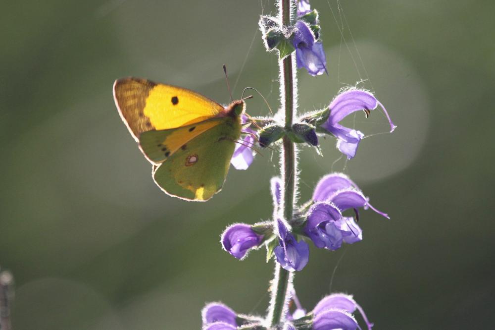 Souci (Le) Colias crocea (Geoffroy in Fourcroy, 1785)