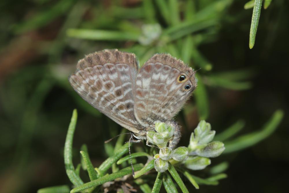 Azuré de la Luzerne (L'), Azuré de Lang (L'), Argu Leptotes pirithous (Linnaeus, 1767)