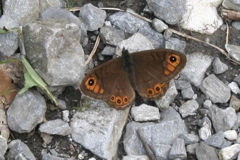 Gorgone (La) Lasiommata petropolitana (Fabricius, 1787)