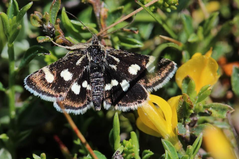  Eurrhypis pollinalis (Denis & Schiffermüller, 1775)