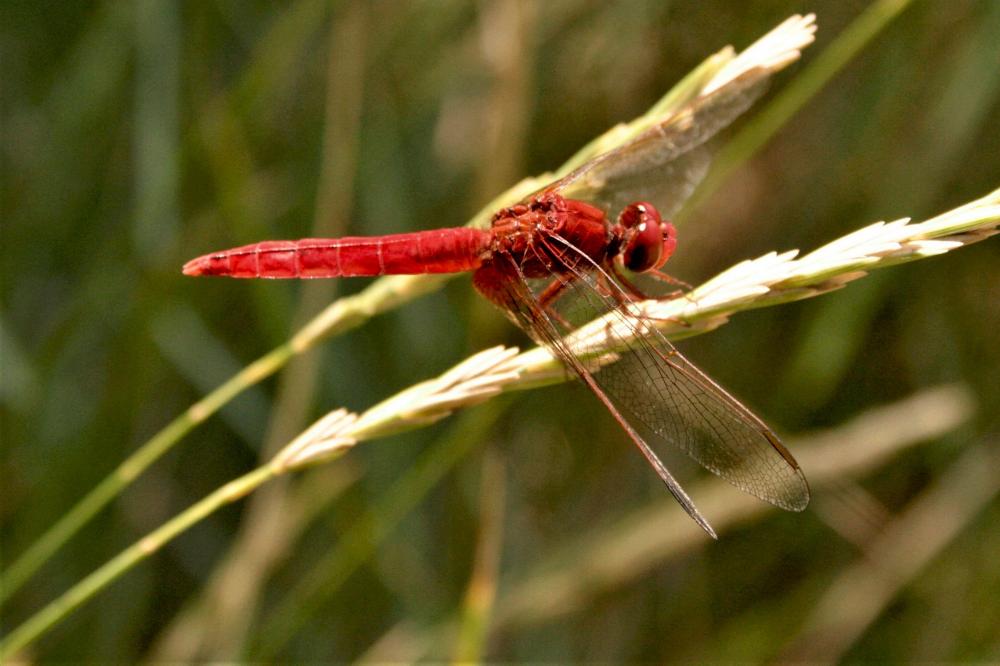 Crocothémis écarlate (Le) Crocothemis erythraea (Brullé, 1832)