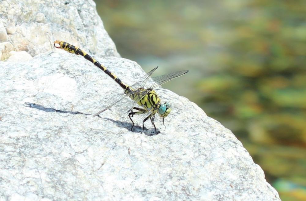 Gomphe à forceps (Le), Gomphe à pinces (Le) Onychogomphus forcipatus (Linnaeus, 1758)