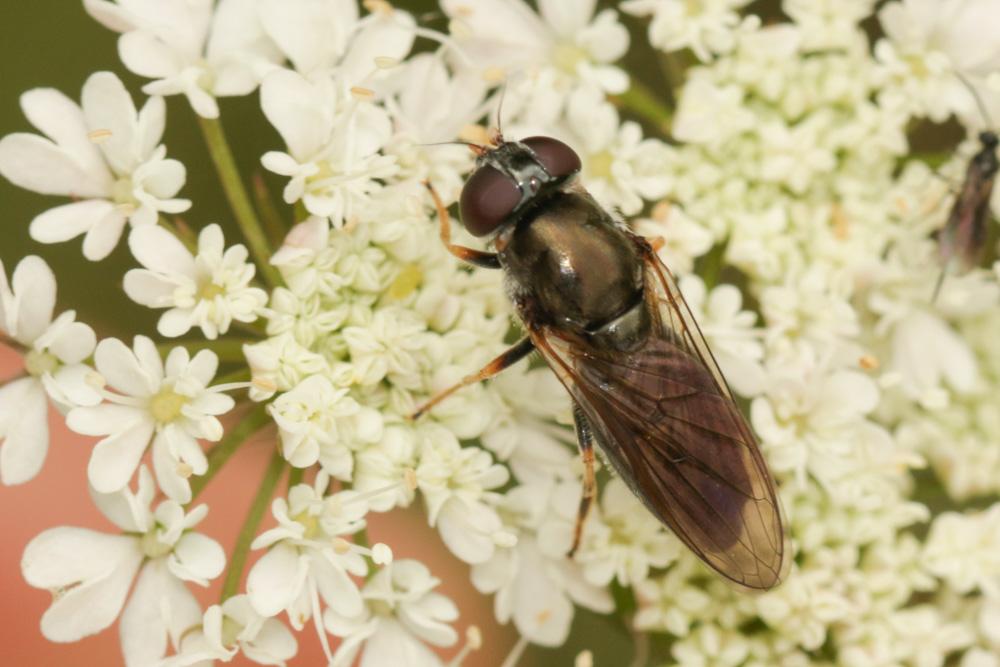  Cheilosia Meigen, 1822