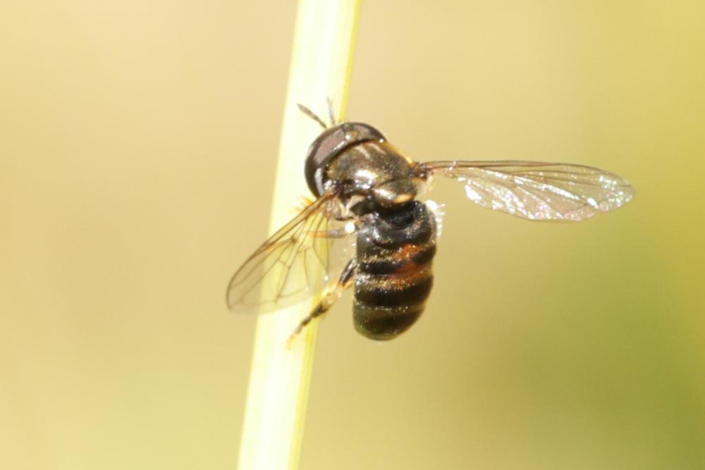  Paragus bicolor (Fabricius, 1794)