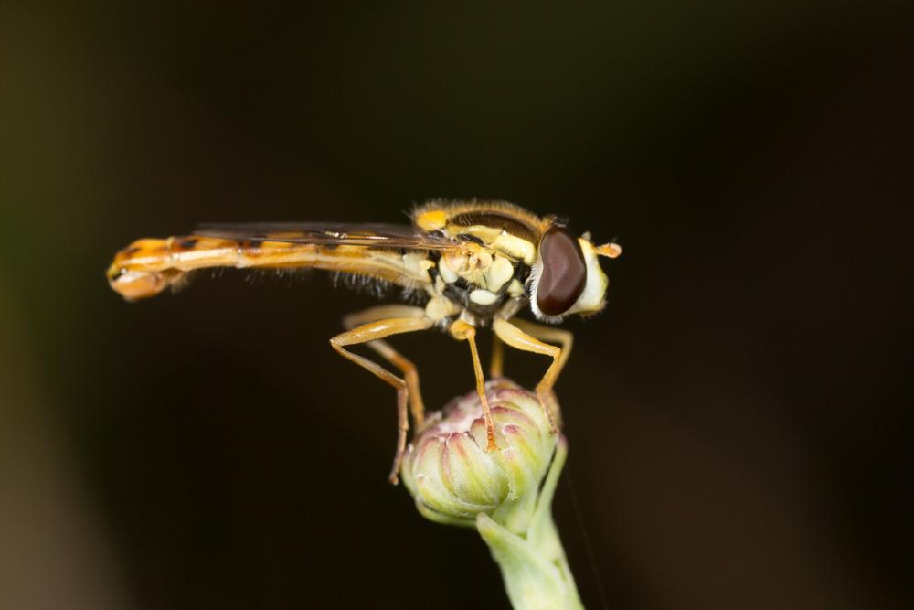  Sphaerophoria scripta (Linnaeus, 1758)